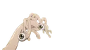 hand