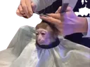 MonkeyHairkut