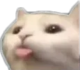 Cat Blep catblep Discord Emoji