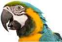 InfuriatedParrot Discord Emoji