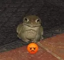 sapoenojado