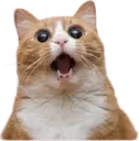 Wowcat wowcat Discord Emoji