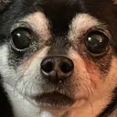 spooked