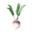 :turnip: