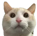 ch_ganystare