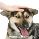 DG_yaya
