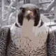 BirdStare BirdStare