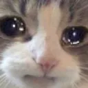 sadcat2
