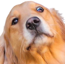 lucky Discord emoji