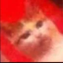 judging_cat Discord Emoji