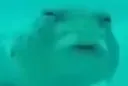 you_huh