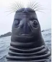 seal_what