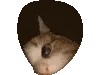 CatsCuriosity CatsCuriosity
