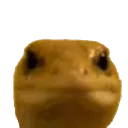lizardhey