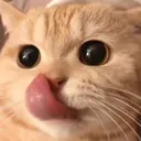 zzKitty_yum