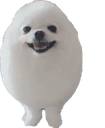 DogsOfDiscord_EggyBoiDogBall Discord emoji