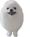 DogsOfDiscord_EggyBoiDogBall DogsOfDiscord_EggyBoiDogBall