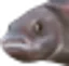 DansFish DansFish