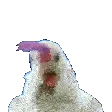 chickenvibe