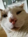 closeupcatto