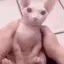 s_binguspet s_binguspet