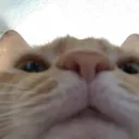 CatStare