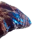 smugbug