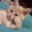 cat_3 Discord emoji