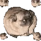 pigvibin