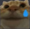 catcry