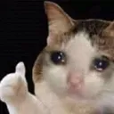 cat_thumb
