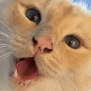 apollokittybaby_Collusion Discord Emoji