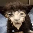 cat_mingau Discord Emoji