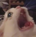 MS_Ahhh Discord emoji