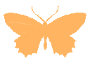 ButterflyOrange
