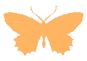 ButterflyOrange