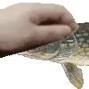 pike1