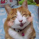 kitte