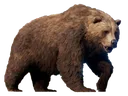 Grizzly Grizzly