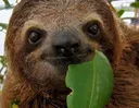 threetoedsloth