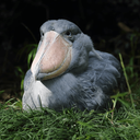 shoebill