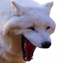 wheeze_1