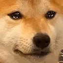 dogecry