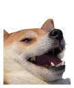 happydoge