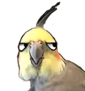 AnnoyedCockatiel AnnoyedCockatiel