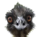 Emu