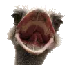 Ostrich Ostrich