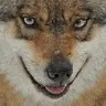 FriendlyWolfSmile