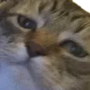 suffer suffer