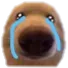 sniff
